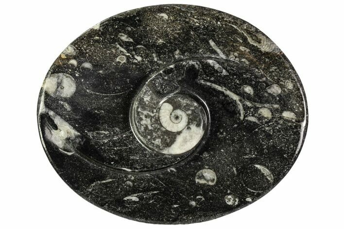 Oval Shaped Fossil Goniatite Dish - Morocco #108008